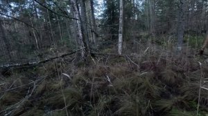 Охота на рябчика осенью. Новичок на охоте.