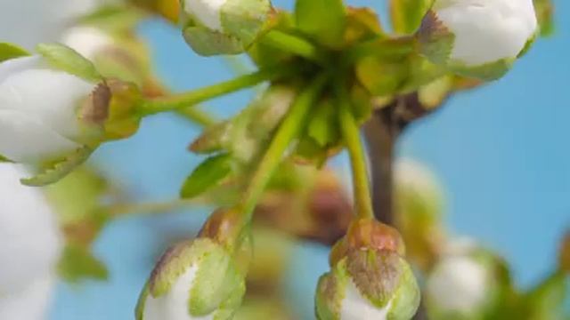 Расслабляющая фортепианная музыка | Лучшие мелодии для лечения депрессии смотреть онлайн