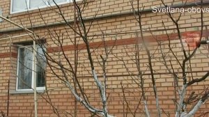 ВСЕГО 2 ОБРАБОТКИ "БРУНЬКОЙ"НА ВЕСЬ СЕЗОН ИЗБАВИТ ВСЕ РАСТЕНИЯ ОТ ПЛОДОВЫХ ВРЕДИТЕЛЕЙ И БОЛЕЗНЕЙ.