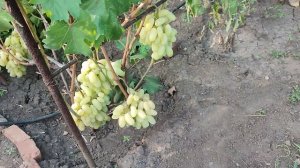 Виноград Алинка 2023г