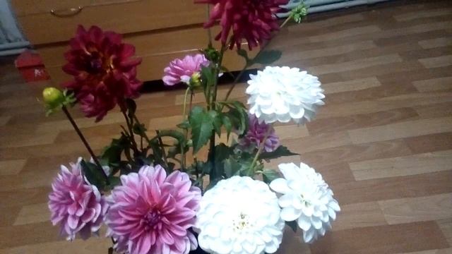 Георгины многолетние цветы около дома. смотреть онлайн