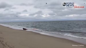 Great White Shark Seal Attack in Cape Cod Caught On Camera