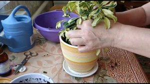 ШЕФФЛЕРА ЖАНИН. ПЕРЕСАДКА И УХОД