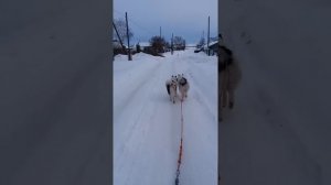Якутская лайка в упряжке. Ездовой спорт. тренировки