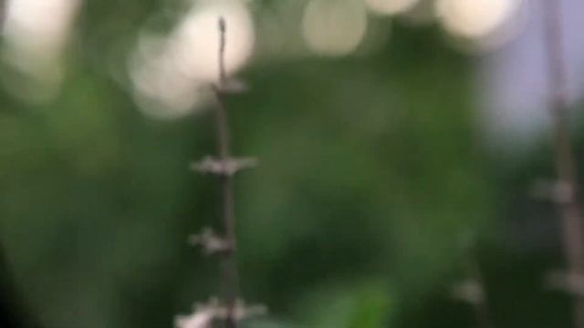 Prosumer (nikon p500) macro lens for phone смотреть онлайн