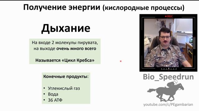 5. АТФ и энергия клетки (Speedrun общая биология 9-11 класс, ЕГЭ, ОГЭ 2021)