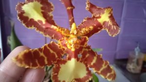 40.Psychopsis Mariposa,, Special,, Психопсис Марипоза