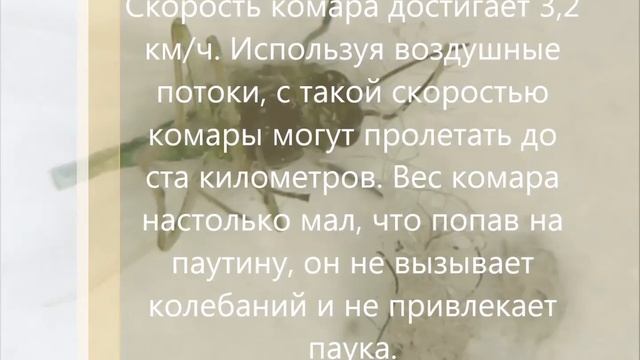 Насекомые смотреть онлайн