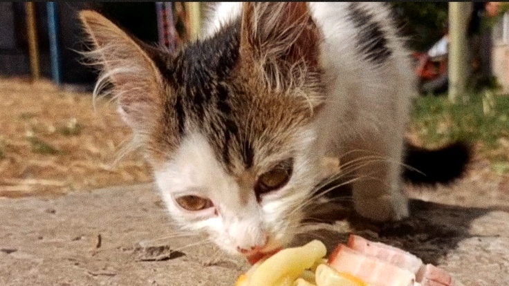Кормление бездомных котят