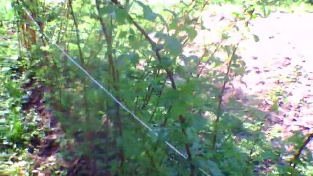 для малины подвязка смотреть онлайн