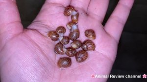 Моя коллекция  улиток