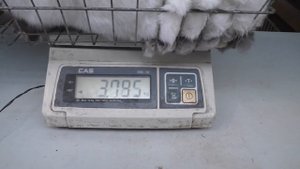 ЗАВЁЛ КРОЛИКОВ ТРУДНО ЛИ РАЗВОДИТЬ КРОЛИКОВ Кролики содержание и разведение