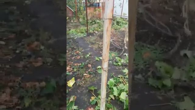 Відео про виноград