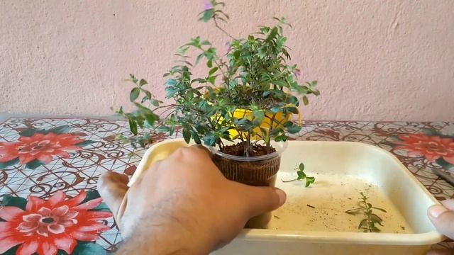 Cuphea Hyssopifolia Plant Propagation With Update смотреть онлайн
