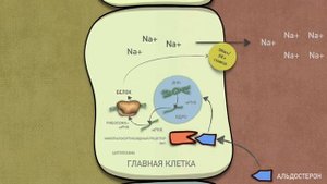 Как работает Спиронолактон? (механизм действия).