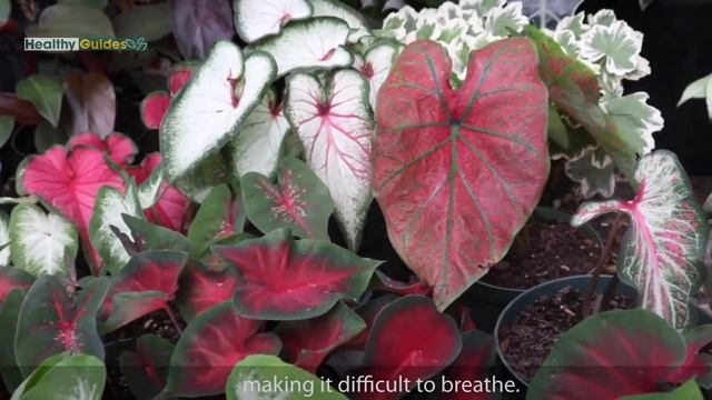Caladium is a Poisonous Houseplant смотреть онлайн