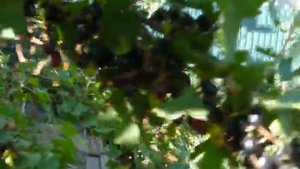 Золотистая смородина  Мегаурожайная