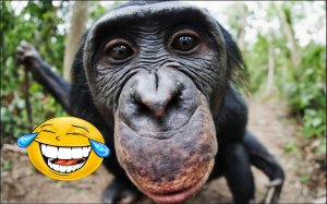 Обезьяны! Monkeys! Funny Animal Videos