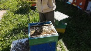 Карпатка 54 линия. Что имеем на второй год после прихода маток.