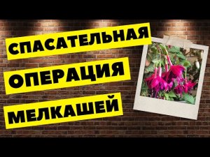 Черенкуем зачахшие фуксии в декабре. Что получится?