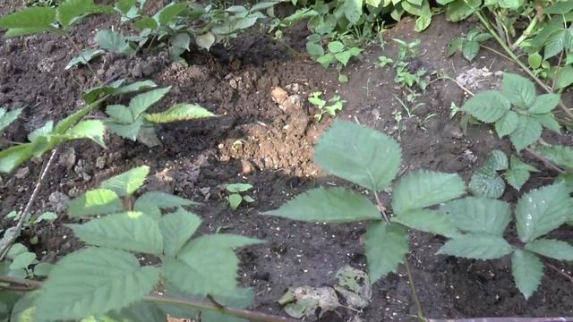 Как размножить бесшипную ежевику Лох Тей смотреть онлайн