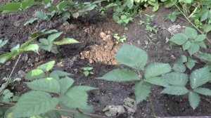 Как размножить бесшипную ежевику Лох Тей