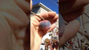 Хурма без полива и ухода, внешний вид плодов. 01.11.2022 г. Николаев