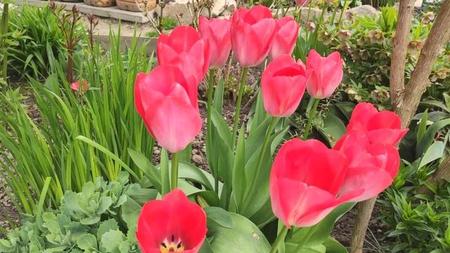 Прогулка по даче ,тюльпаны ... смотреть онлайн