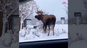 Этот лось домашний?