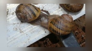 Процесс спаривания улиток на улиточной ферме Снэйлсэко Беларусь Брест