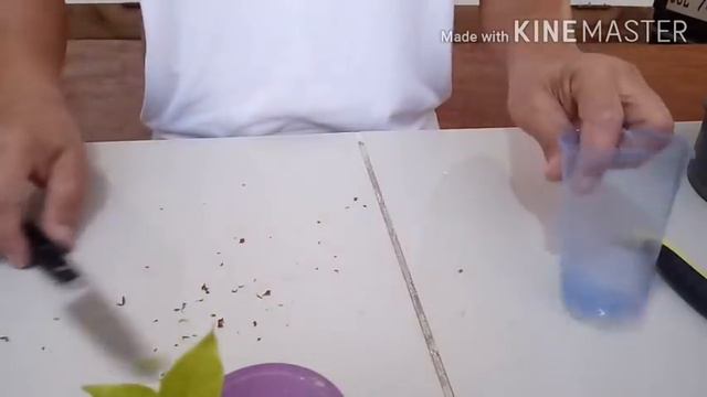 FASTEST TECHNIQUE TO PROPAGATE BOUGAINVILLEAS | 3-inch Cuttings Bougainvillea Propagation смотреть онлайн