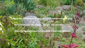 Амсония табернемонтана (Amsonia tabernaemontana),ботанический сад Орхус, Дания