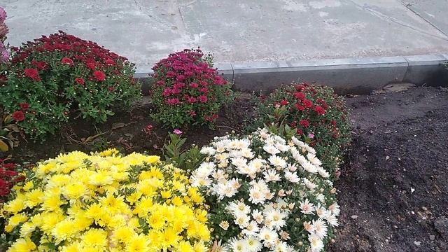 Мой первый опыт по выращиванию хризантемы- мультифлора смотреть онлайн