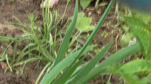 Ирисы из пакетиков Хранение и выращивание.