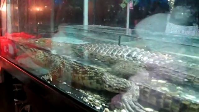 КРОКОДИЛА ГЕНУ ПОЙМАЛИ!!! смотреть онлайн