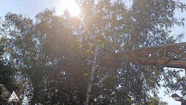 Оперативный спил берёзы. Арбористика