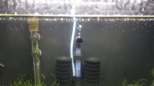 Praecox Rainbowfish fry, 6-9 days old