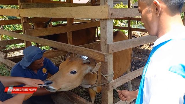 Here's how to take a sample of bovine blood. see the veterinarian taking samples of cow blood смотреть онлайн