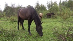 Жеребёнок на продажу. Чем с ним заниматься?