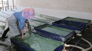 Производство TOP Spirulina