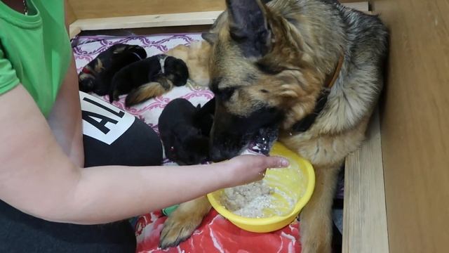 НЕМЕЦКАЯОВЧАРКА, КОРМЛЕНИЕ ПОСЛЕ РОДОВ...я слуга???!!!