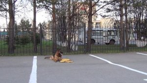 Дрессировка ЗКС немецкая овчарка Данка,упражнение охрана вещи