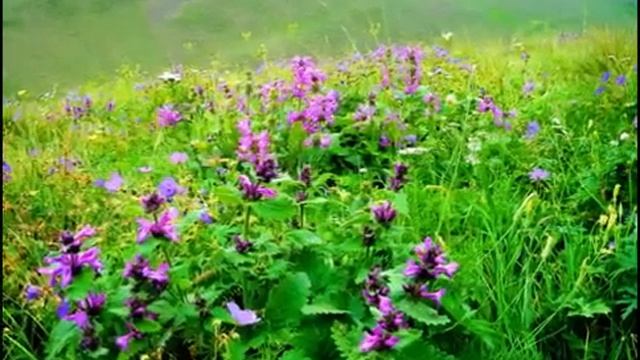 Лезгинские песни Лезги Лезги мани Ашуг Адиль Бесер смотреть онлайн