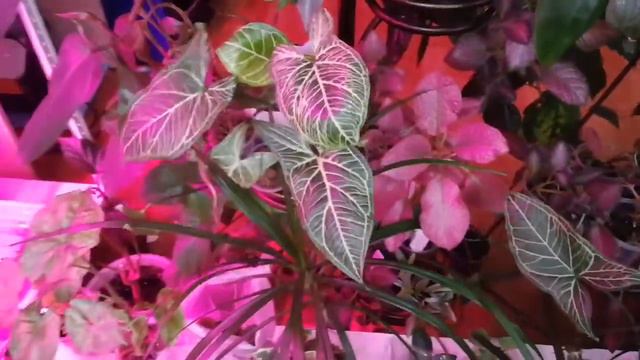 Комнатные растения в тепличке смотреть онлайн