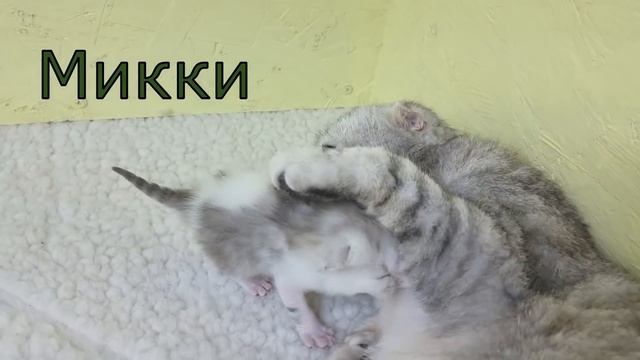 Милые Котята обнимаются и мяукают Выбрали имена котятам