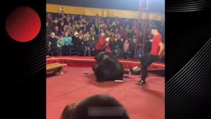 В Карелии во время выступления в цирке медведь напал на дрессировщика