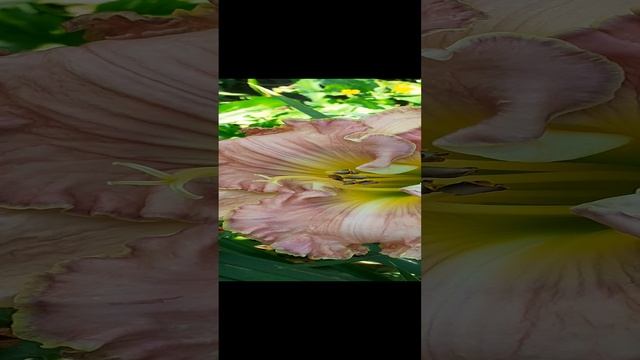 лилейник ДАУРИЯ