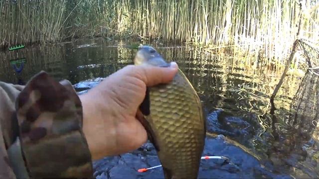 Боковой кивок.Рыбалка на карася.Техника ловли на боковой кивок. смотреть онлайн