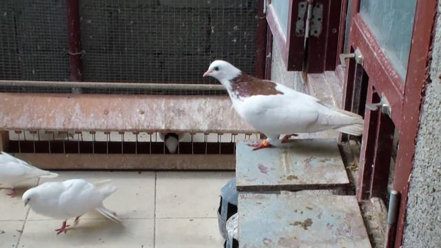 Пермские Гривуны Галенко Сергея смотреть онлайн