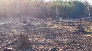 ТУСОВКА МЕЧТЫ с ХАСКИ в ЛЕСУ / собаки нашли НОГУ